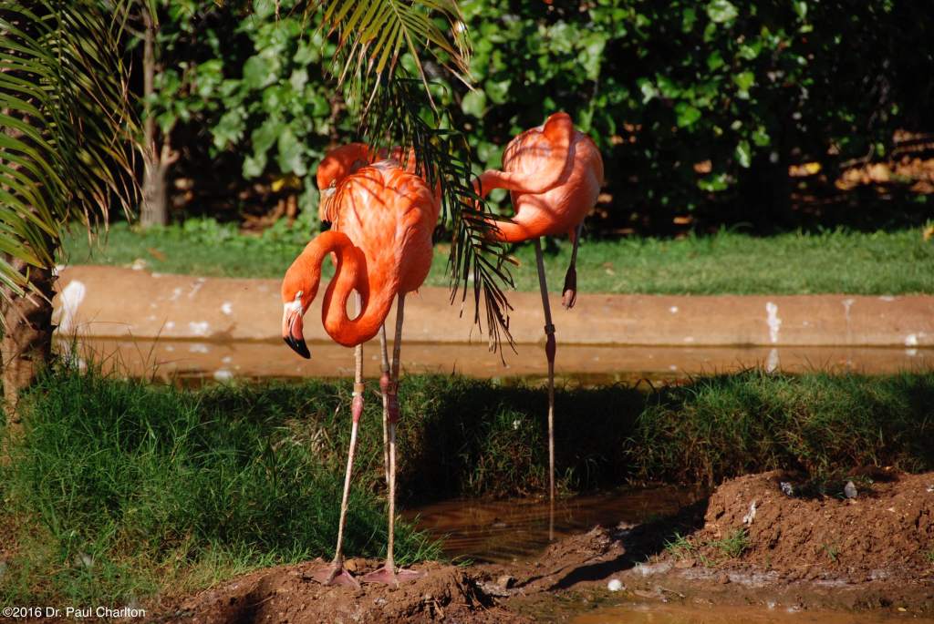 Flamingos Hawaii Zoo